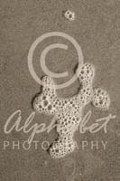 Alphabet Photography Number 4
