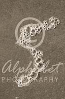 Alphabet Photography Number 5