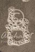 Alphabet Photography Number 6