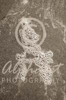 Alphabet Photography Letter A                                          