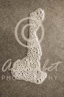 Alphabet Photography Letter D                                          