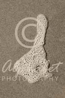 Alphabet Photography Letter D                                          