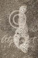 Alphabet Photography Letter D                                          
