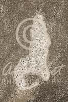 Alphabet Photography Letter D                                          