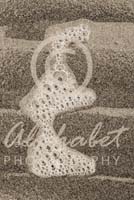 Alphabet Photography Letter E                                          