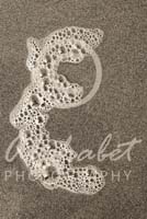 Alphabet Photography Letter E                                          