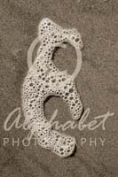 Alphabet Photography Letter E                                          