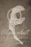 Alphabet Photography Letter F                                          