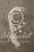Alphabet Photography Letter F                                          