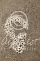 Alphabet Photography Letter G                                          