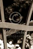 Alphabet Photography Letter H                                          