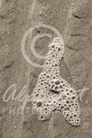 Alphabet Photography Letter H                                          