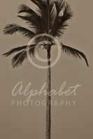Alphabet Photography Letter I                                          