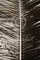 Alphabet Photography Letter I                                          