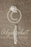 Alphabet Photography Letter I                                          