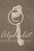 Alphabet Photography Letter I                                          
