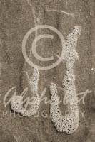 Alphabet Photography Letter J                                          