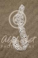 Alphabet Photography Letter J                                          