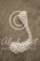 Alphabet Photography Letter J                                          
