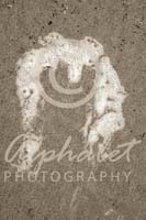 Alphabet Photography Letter M                                          