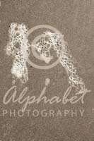 Alphabet Photography Letter M                                          