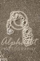 Alphabet Photography Letter N                                          