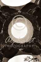 Alphabet Photography Letter O                                          