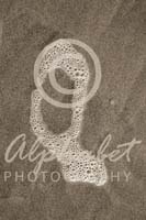 Alphabet Photography Letter Q                                          