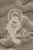 Alphabet Photography Letter Q                                          
