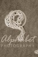 Alphabet Photography Letter Q                                          