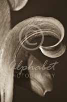 Alphabet Photography Letter R                                          