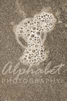 Alphabet Photography Letter R                                          