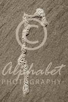 Alphabet Photography Letter R                                          