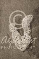 Alphabet Photography Letter V                                          