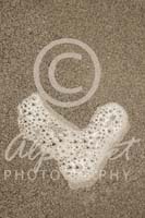 Alphabet Photography Letter V                                          
