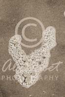 Alphabet Photography Letter V                                          
