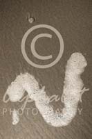 Alphabet Photography Letter V                                          