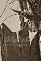Alphabet Photography Letter W                                          