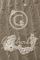 Alphabet Photography Letter W                                          