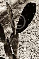 Alphabet Photography Letter Y                                          