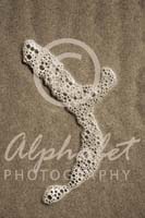 Alphabet Photography Letter Y                                          