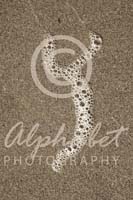 Alphabet Photography Letter Y                                          