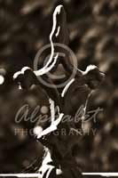 Alphabet Photography Symbol Heart                                      