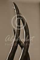 Alphabet Photography Letter A                                          