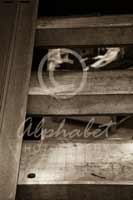 Alphabet Photography Letter E                                          