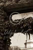 Alphabet Photography Letter F                                          