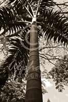 Alphabet Photography Letter I                                          