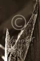 Alphabet Photography Letter J                                          