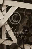 Alphabet Photography Letter K                                          
