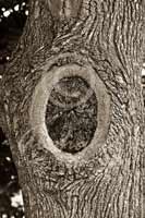 Alphabet Photography Letter O                                          